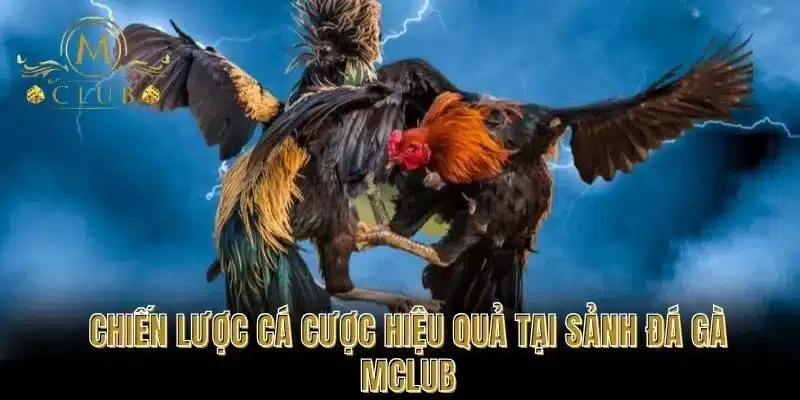 Chiến Lược Cá Cược Hiệu Quả Tại Sảnh Đá Gà MCLUB