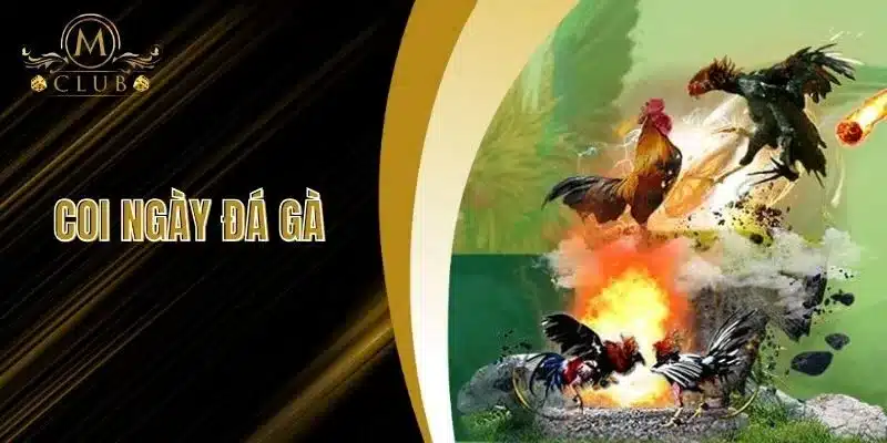 Coi Ngày Đá - Bí Quyết Của Cược Thủ Tại Sảnh Đá Gà MCLUB