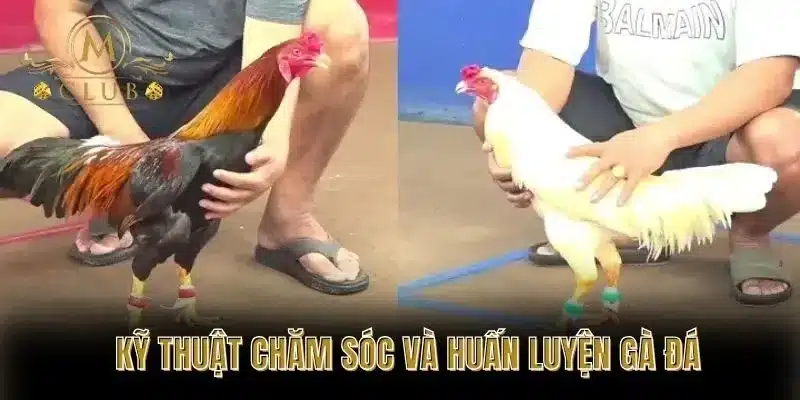Kỹ thuật chăm sóc và huấn luyện gà đá