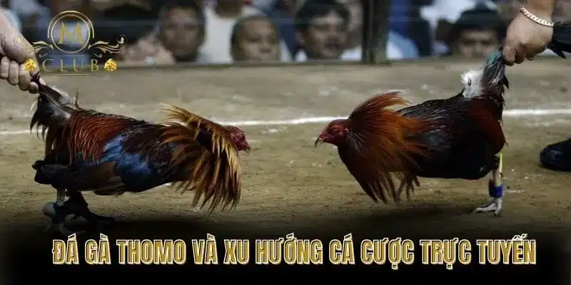  Đá gà Thomo và xu hướng cá cược trực tuyến