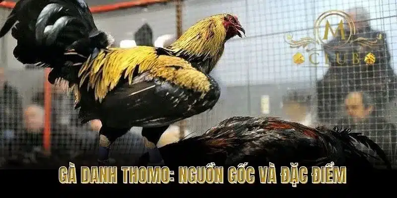 Gà Danh Thomo: Nguồn Gốc và Đặc Điểm