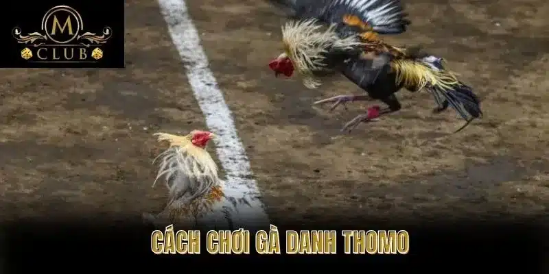 Cách Chơi Gà Danh Thomo