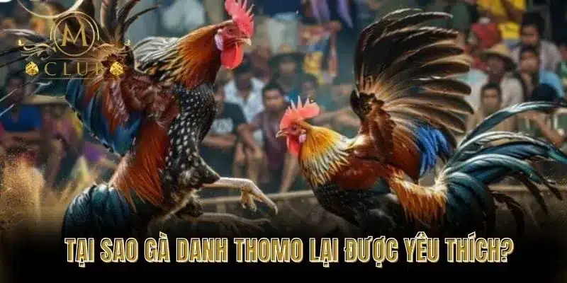 Tại Sao Gà Danh Thomo Lại Được Yêu Thích?